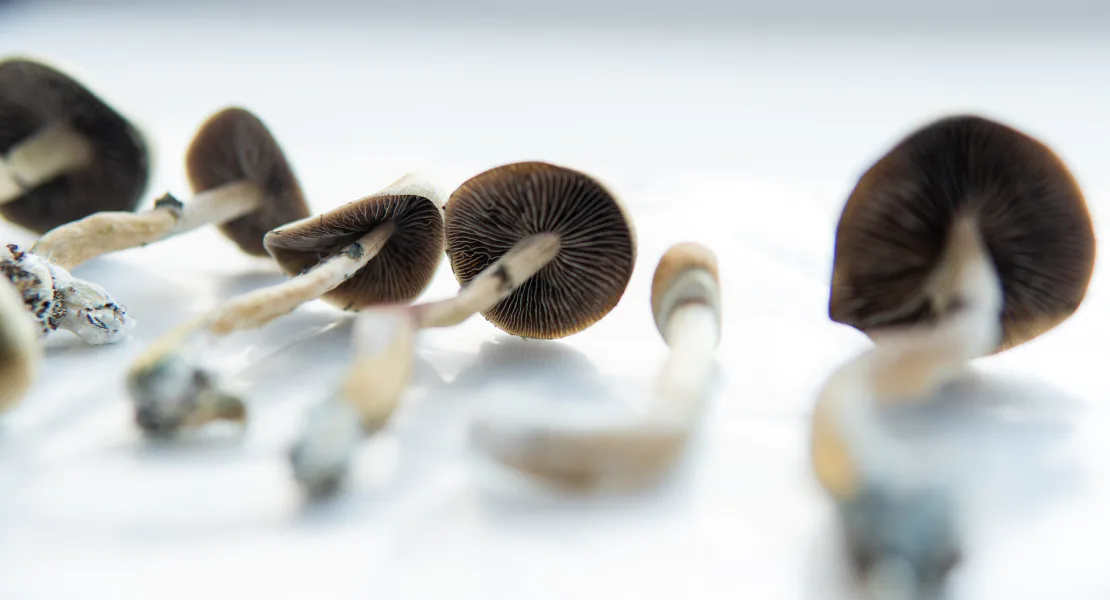 psilocybin 4