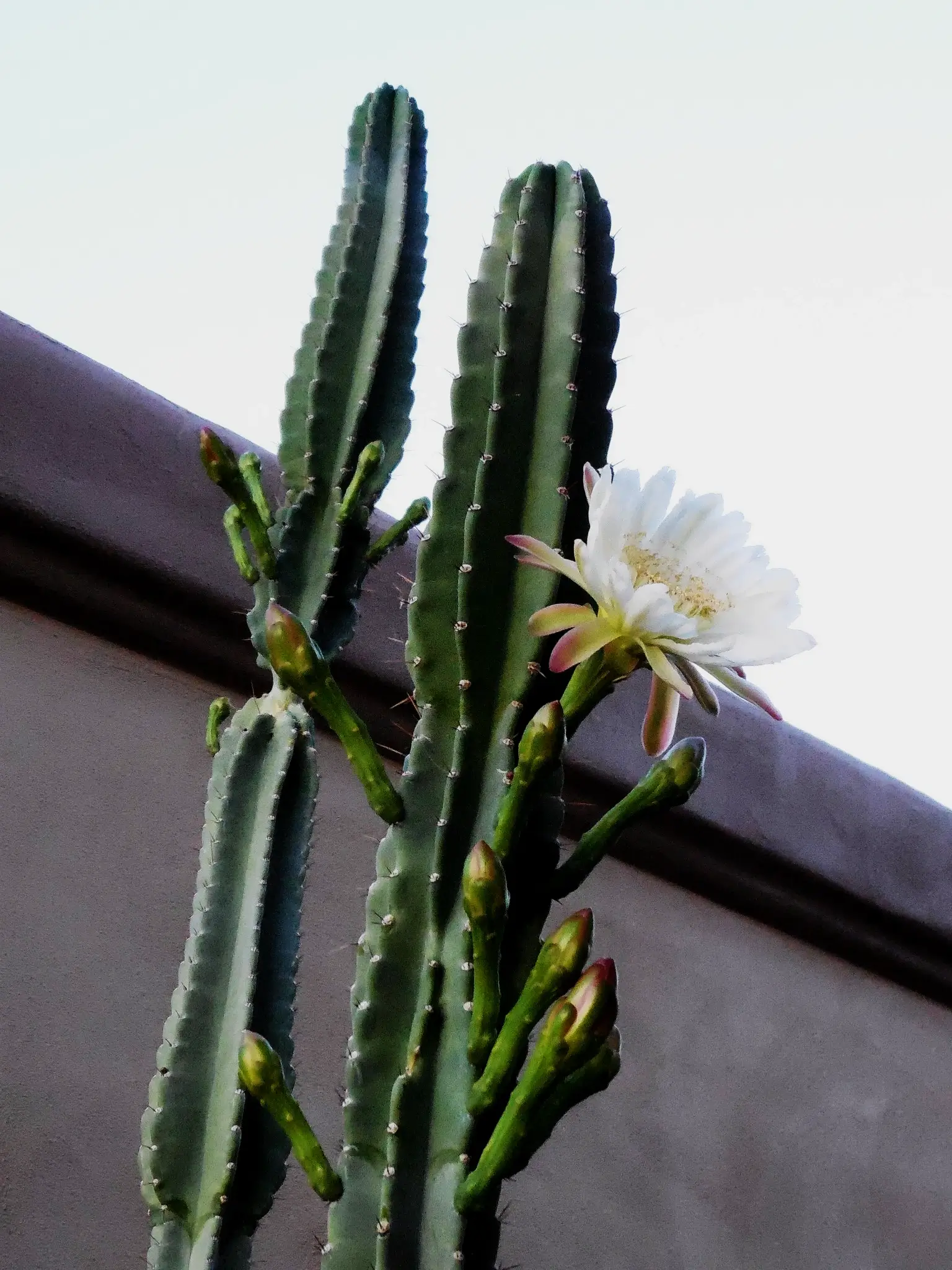 Peruvian-Torch-Cactus