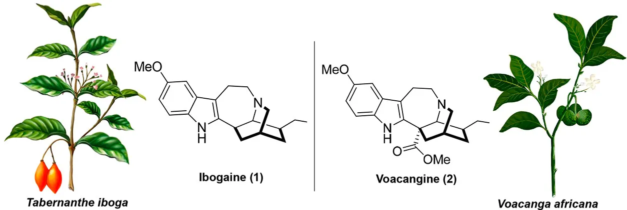 Tabernanthe iboga